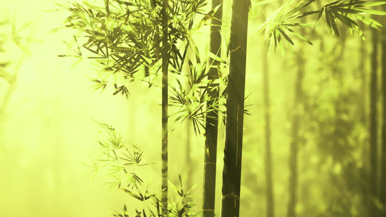 Bright bamboo grove in sunlight filtering through green foliage