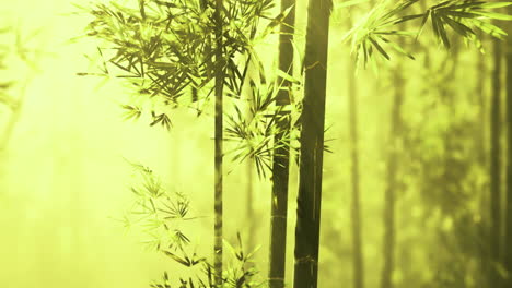 bright bamboo grove in sunlight filtering through green foliage