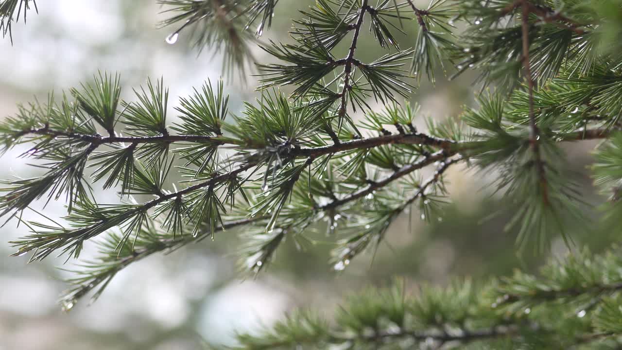 은 소나무 가지의 클로즈업