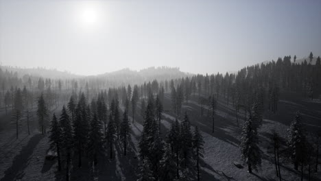 Misty-fog-in-pine-forest-on-mountain-slopes