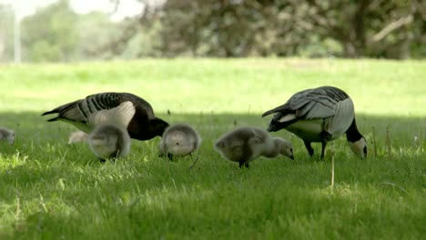 two goose and three goslings 4k fs700 odyssey 7q