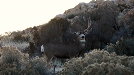 large adult male mule deer buck lost an antler in a fight during the rut