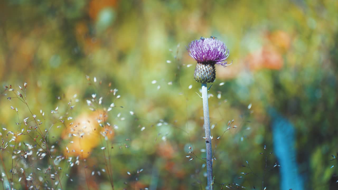 A close-up of the shingle thistle flower and wispy weeds on the blurry background