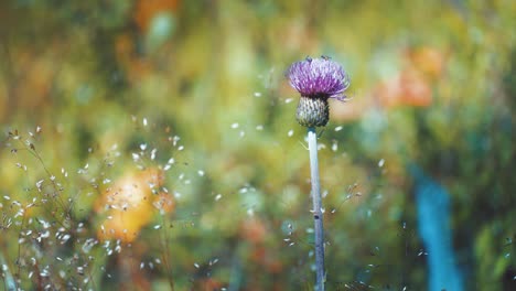 A-close-up-of-the-shingle-thistle-flower-and-wispy-weeds-on-the-blurry-background