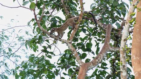 small-toothed palm civet arctogalidia trivirgata climbing down and going up to the left ready to cross to another branch, khao yai national park, thailand