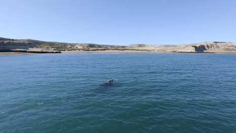 whales swimming enfront of puerto piramides village peninsula valdes - aerial orbital shot