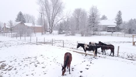 Beautiful-domestic-horses-standing-on-white-snow-near-farm-buildings,-aerial-view