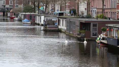 cisnes nadando en el canal de amsterdam