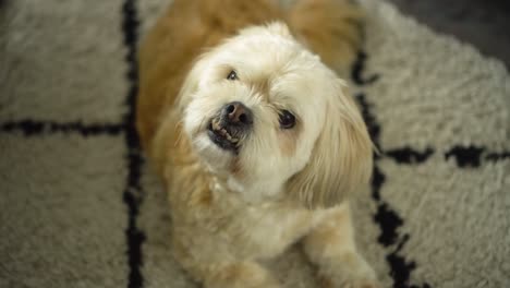 Shih-Tzuh-boomer-dog-sits-on-rug-and-turns-head,-downshot