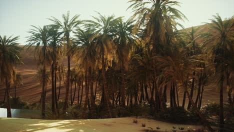 palm-trees-inside-the-dunes