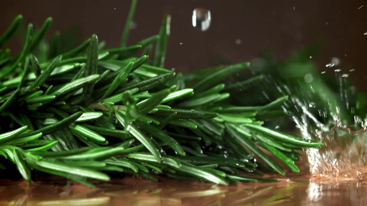 Slow Motion Water Splashing on Fresh Green Rosemary