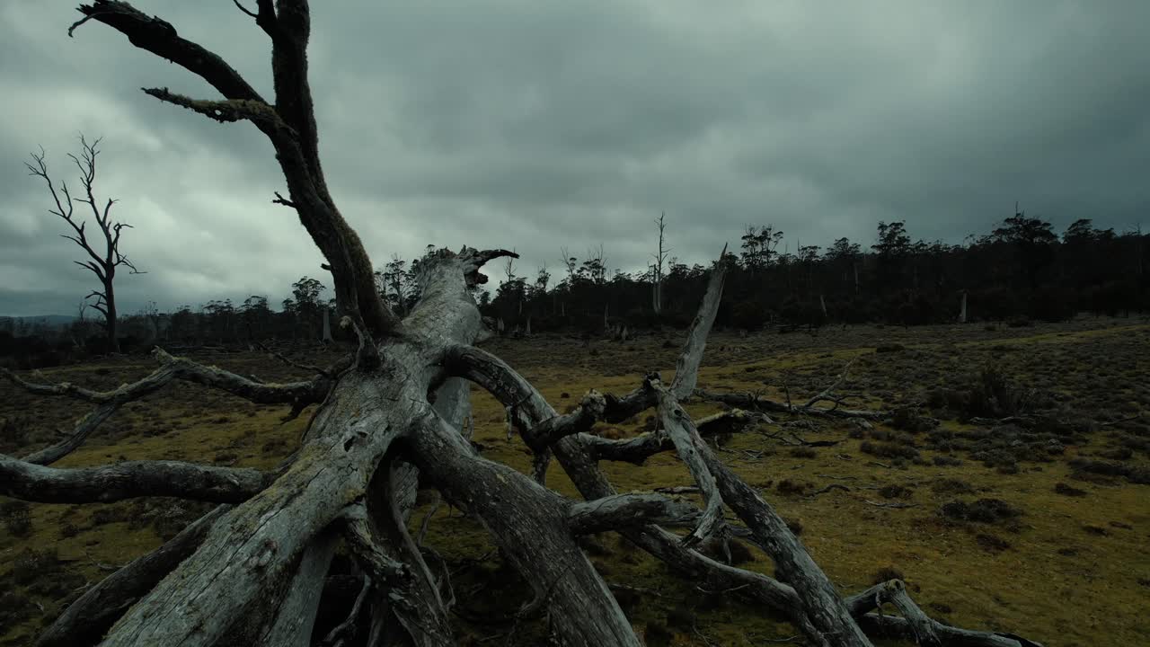 Drone Flys Very Close to Dead Tree in Misty Landscape in Tasmania