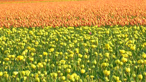 Tulips-in-bloom,-orange-and-yellow,-on-agricultural-field-in-a-slow,-left-to-right,-slide-shot