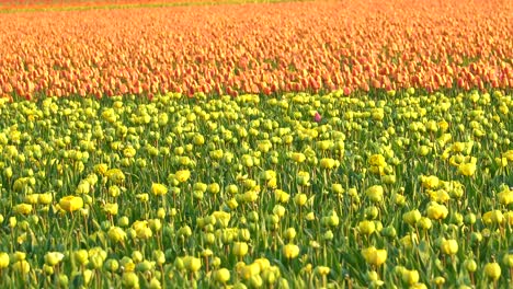 tulipanes en flor, naranja y amarillo, en un campo agrícola en una toma lenta, de izquierda a derecha, deslizante