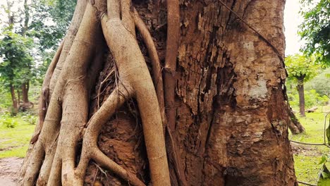 Primer-Plano-Acercar-El-Zoom-De-Las-Raíces-De-Los-árboles-Jóvenes-En-El-Tronco-De-Un-árbol-Viejo