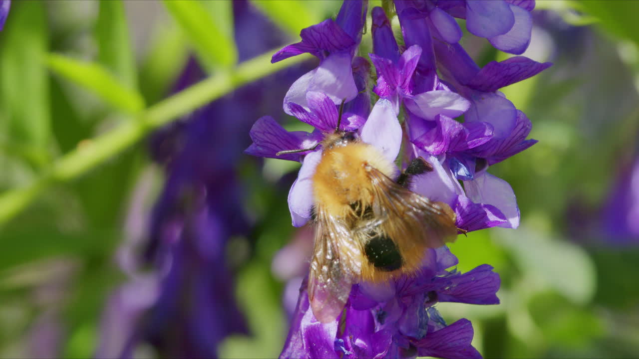 en la flor de la abeja en el jardín en un día soleado