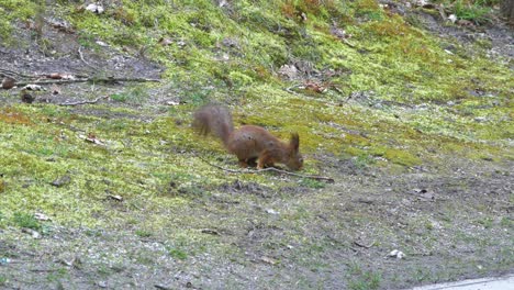 Red-squirrel-in-the-forest-on-the-ground,-medium-handheld-shot