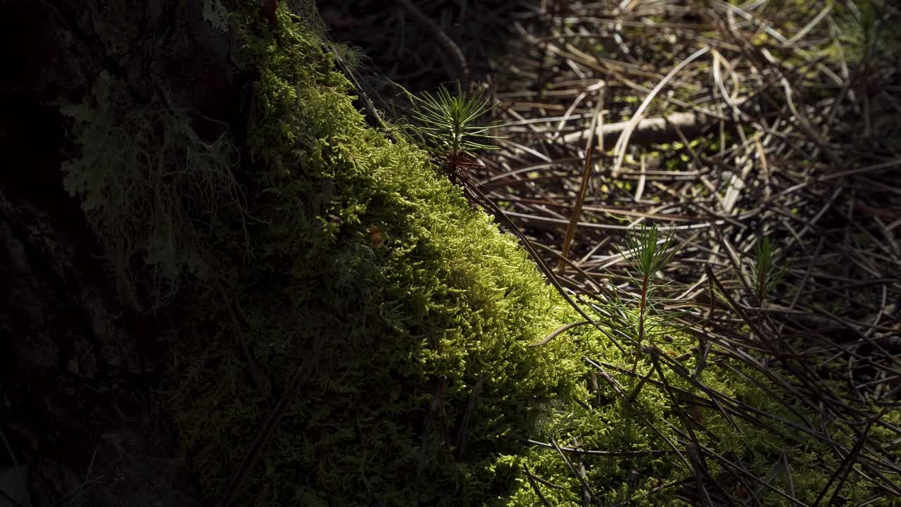 4k de cerca en tres árboles de pino bebé creciendo en el medio del musgo y agujas de pino en un bosque de pinos