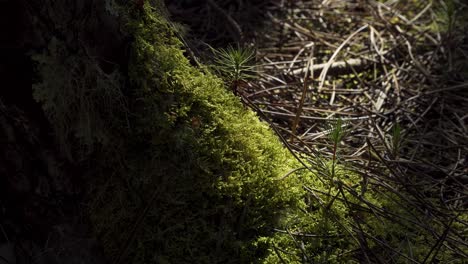 4k close up on three baby pine tree growing up in the middle of the moss and pine needles in a pine tree forest