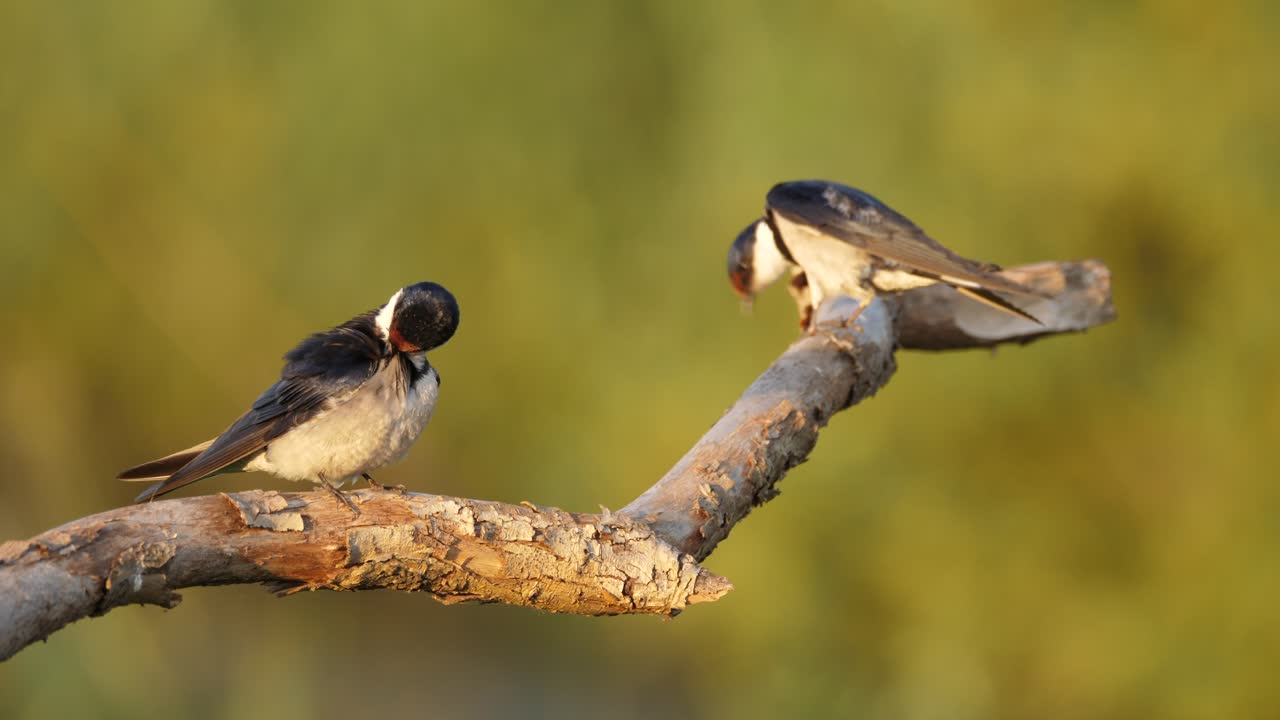 Nahaufnahme: Zwei Weißkehlschwalben sitzen auf einem Ast, putzen sich und fliegen davon
