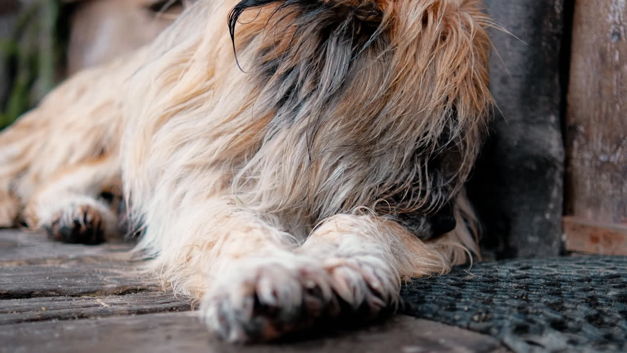 A dog lying on the floor near the wooden house, wet weather
