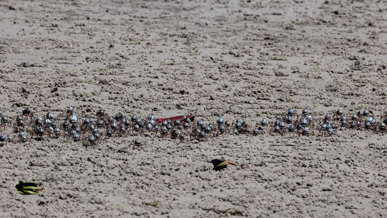 Ants working together to move food on concrete