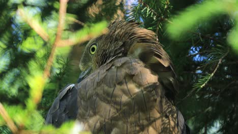 European-honey-buzzard-(Pernis-apivorus),-also-known-as-the-pern-or-common-pern,is-a-bird-of-prey-in-the-family-Accipitridae