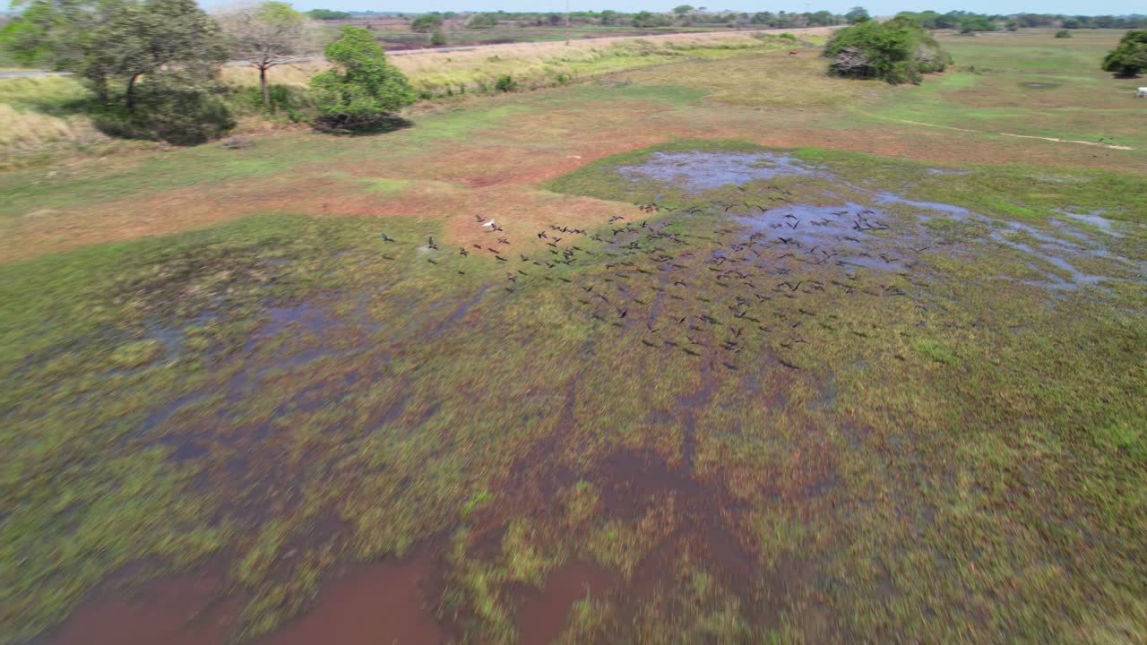Drone view of cows grazing, birds flying in Apure Venezuela plains
