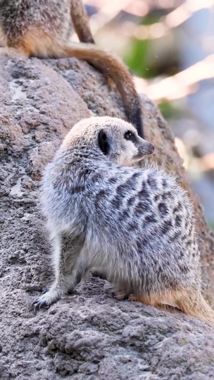 Ein neugieriges Erdmännchen steht auf einem strukturierten Felsen und blickt sich im Hochformat in seiner Umgebung um.
