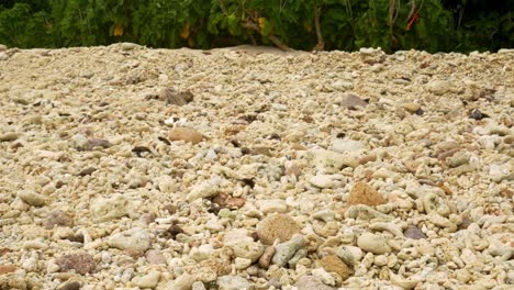 hundreds of turtle hatchlings on beach, crawling towards water