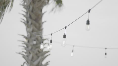 led string lights hanging from palm tree