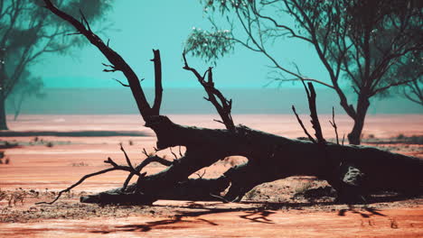 Dead tree in a dry landscape