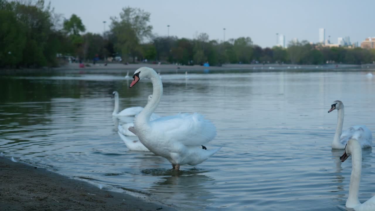 canada lake ontario summer water lakeshore toronto etobicoke water humber