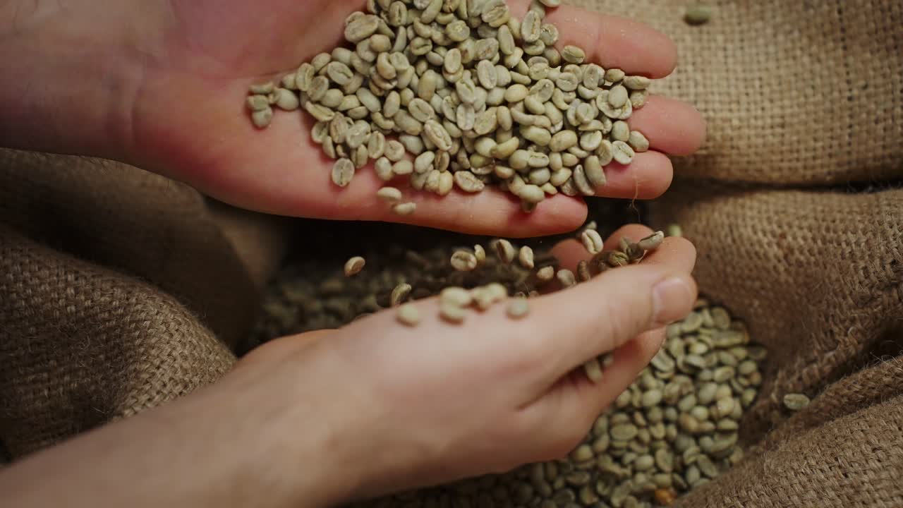 Hands Picking Green Coffee Beans