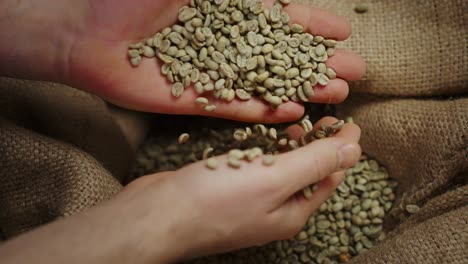 hands picking green coffee beans