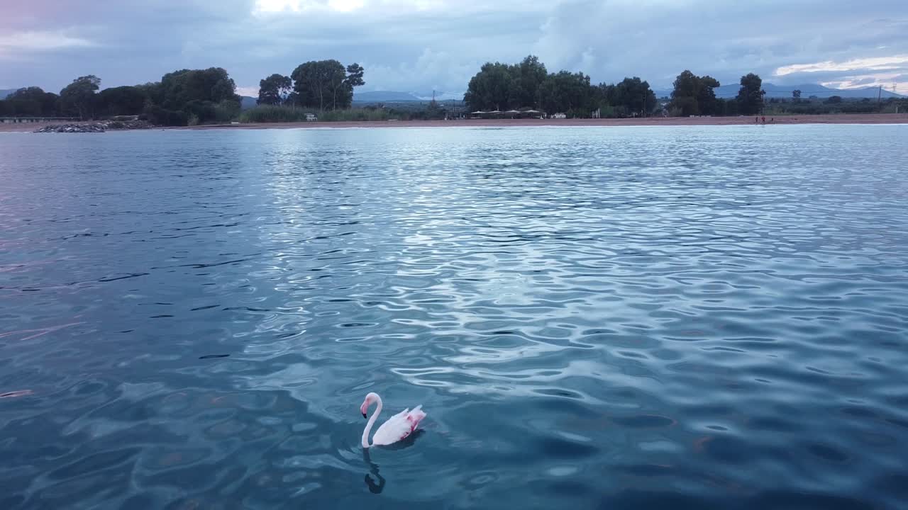 flamenco rosa blanco solitario descansa y nada en el mar, grecia - tiro estático