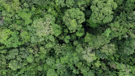 Dosel-De-Selva-Densa-De-árboles-De-Selva-Tropical-Exuberante-En-La-Fortuna,-Costa-Rica