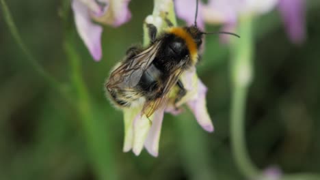 Bumblebee-Feeding-On-The-Flower-Climbs-Up-On-The-Plant