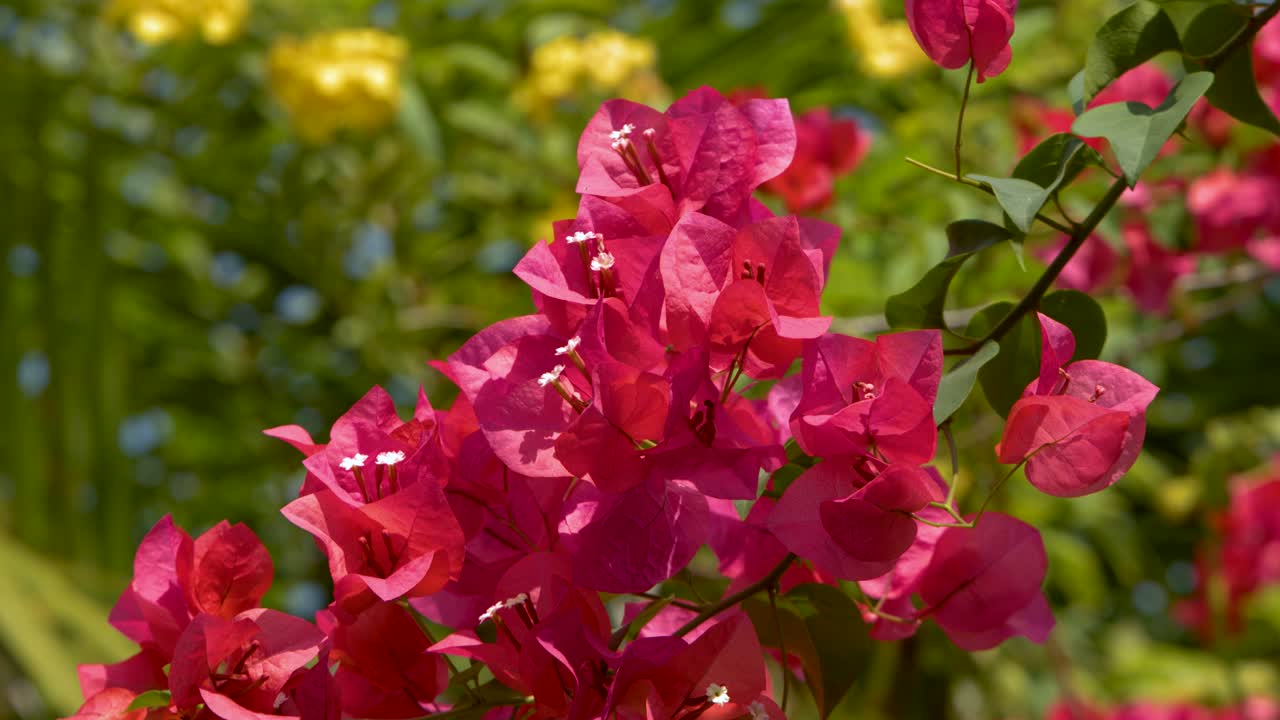 Close-up shot of bright pink bougainvillea blossoms swaying against a lush green blurred background