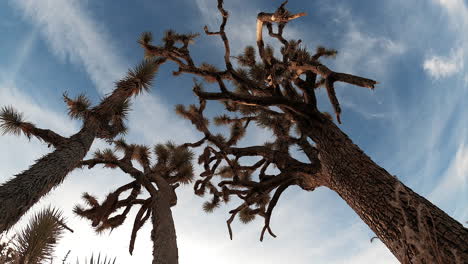 Looking-up-through-the-branches-of-Joshua-trees-at-a-sunset-cloudscape-time-lapse