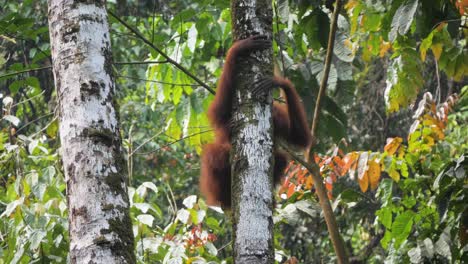 Toma-En-Cámara-Lenta-De-Un-Orangután-Hembra-Salvaje-Escalando-Un-árbol-Rápidamente-En-Bukit-Lawang,-Sumatra,-Indonesia