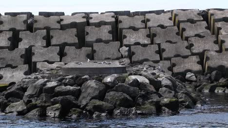 gaviotas en la costa rocosa con enormes bloques de hormigón en la isla de terceira, azores, portugal