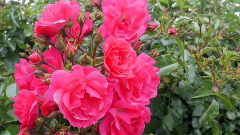 arbusto de rosas de color rosa intenso en un jardín.