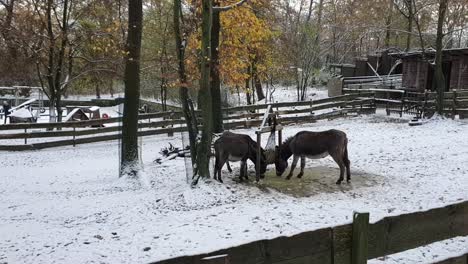 Algunos-Burros-Berlín-En-Invierno-En-Un-Parque-Cubierto-De-Nieve-Hasenheinde-Hd-30-Fps-7-Seg