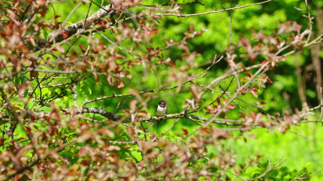 A swallow perched on a branch in a lush green environment during daylight hours