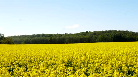 Campo-De-Flores-Amarillas-De-Colza,-Un-Bosque-En-El-Horizonte,-Vista-Panorámica-A-La-Derecha