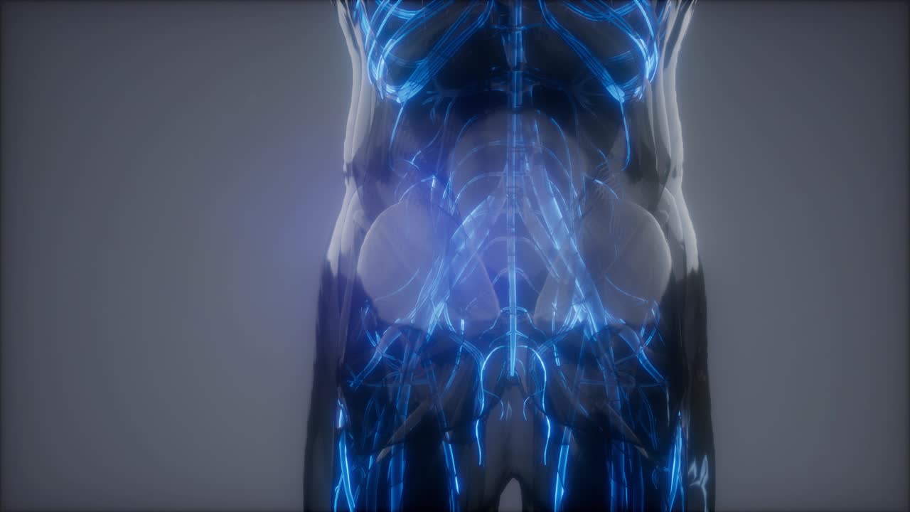 кровеносные сосуды человеческого тела