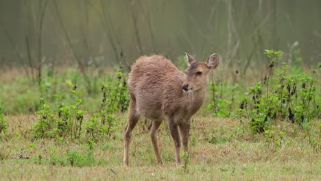 indian hog deer, hyelaphus porcinus, thailand