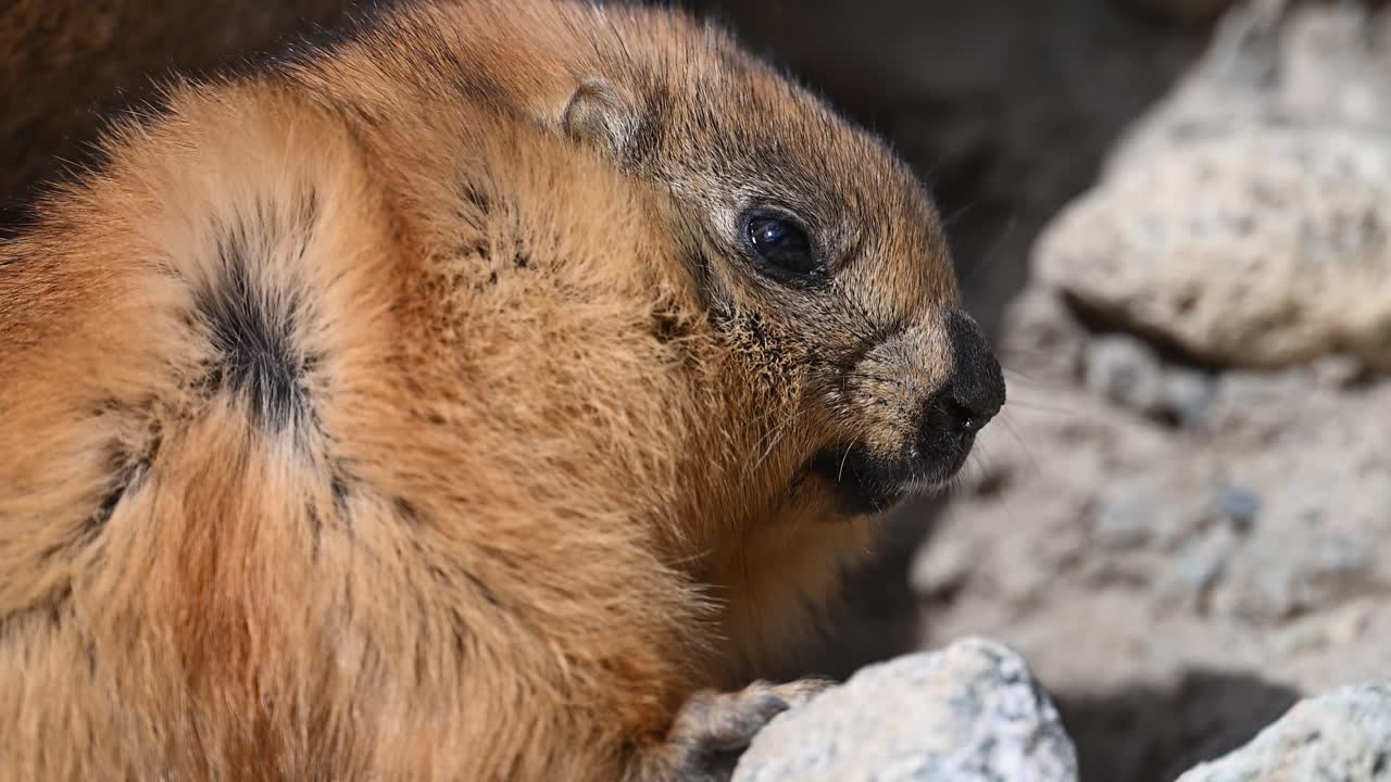 el primer plano de la marmota de cola larga o la marmota dorada con madriguera
