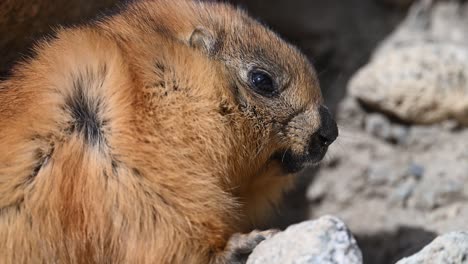 the closeup of long-tailed marmot or golden marmot with burrow